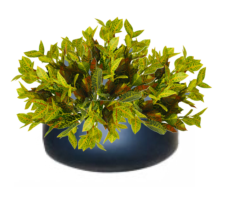 Small Bush- Croton